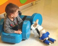 rabbit therapy at ALYN