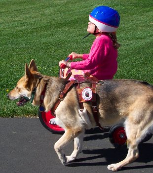 boy riding assistance dog