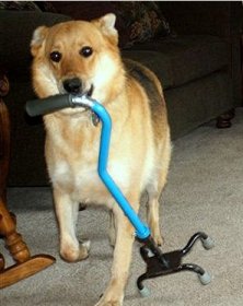 therapy dog carries cane