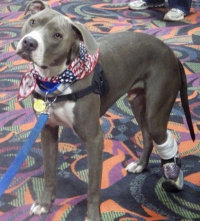 hudson therapy dog at awards