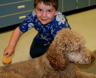 Brushing the therapy dog in the special education classroom.